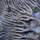 Image for article titled It's A Blast To The Prehistoric Past For National Fossil Day